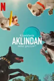 Köpeklerin Aklından Neler Geçiyor?