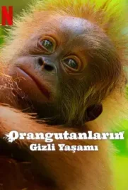 Orangutanların Gizli Yaşamı